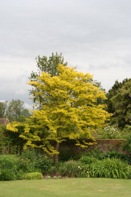 Gleditsia triacanthos 'Sunburst'